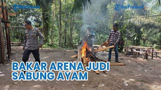 Polsek Bongkar dan Bakar Arena Judi Sabung Ayam