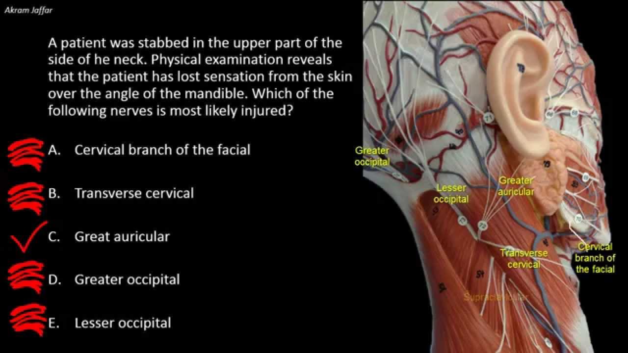 Cutaneous nerves of the neck: applied anatomy approach - YouTube