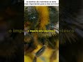 E se as abelhas sumirem? O mundo colapsa? 😳 #shorts #shortsvirais #curiosidades #viral