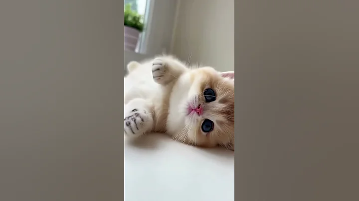 Video 11720881: munchkin kitten, meowing loudly, kitten big, eyes kitten