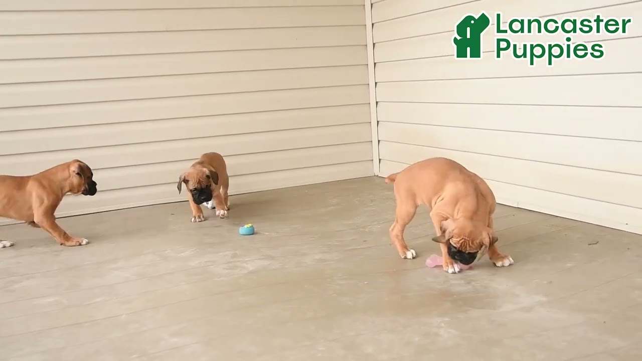 Lively Boxer Puppies