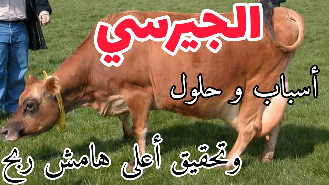 الجيرسي. أسباب وحلول وتحقيق ربح 2000جنيه إسبوعيا من وجهة نظري https://yt6.pics.ee/3qwx83