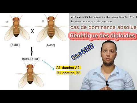 Bac Tunisie 2022, SVT, génétique diploïde, gènes liés, drosophile, bac sciences, corrigé bac 2022.