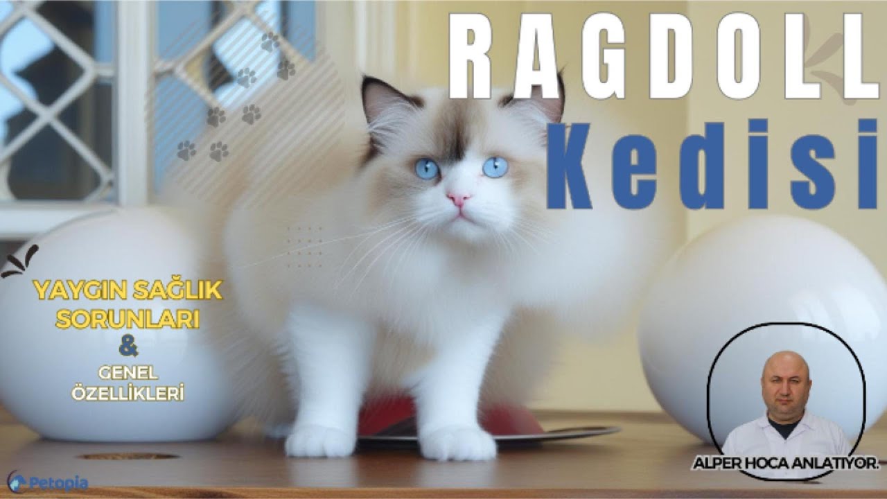 Ragdoll Kedisi Yaygın Sağlık Sorunları