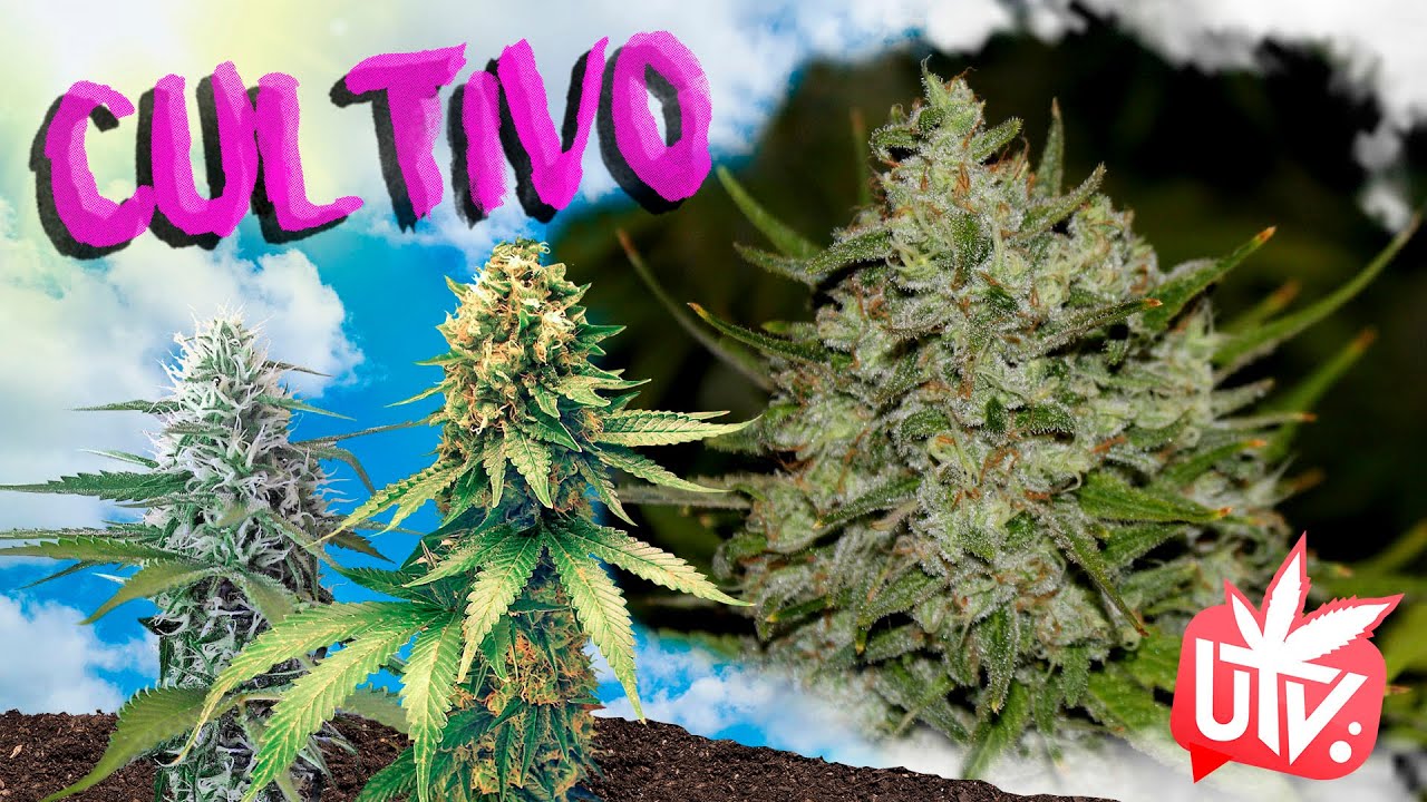 Las MEJORES VARIEDADES para PRINCIPIANTES