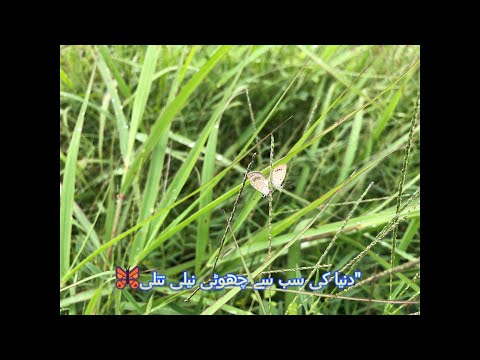 TINY BLUE GRASS BUTTERFLY  | زیزولا ہائلیکس — نرمی اور حسن کی علامت |