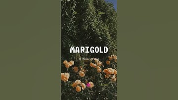 High-key obsessed with Iris, wbu?