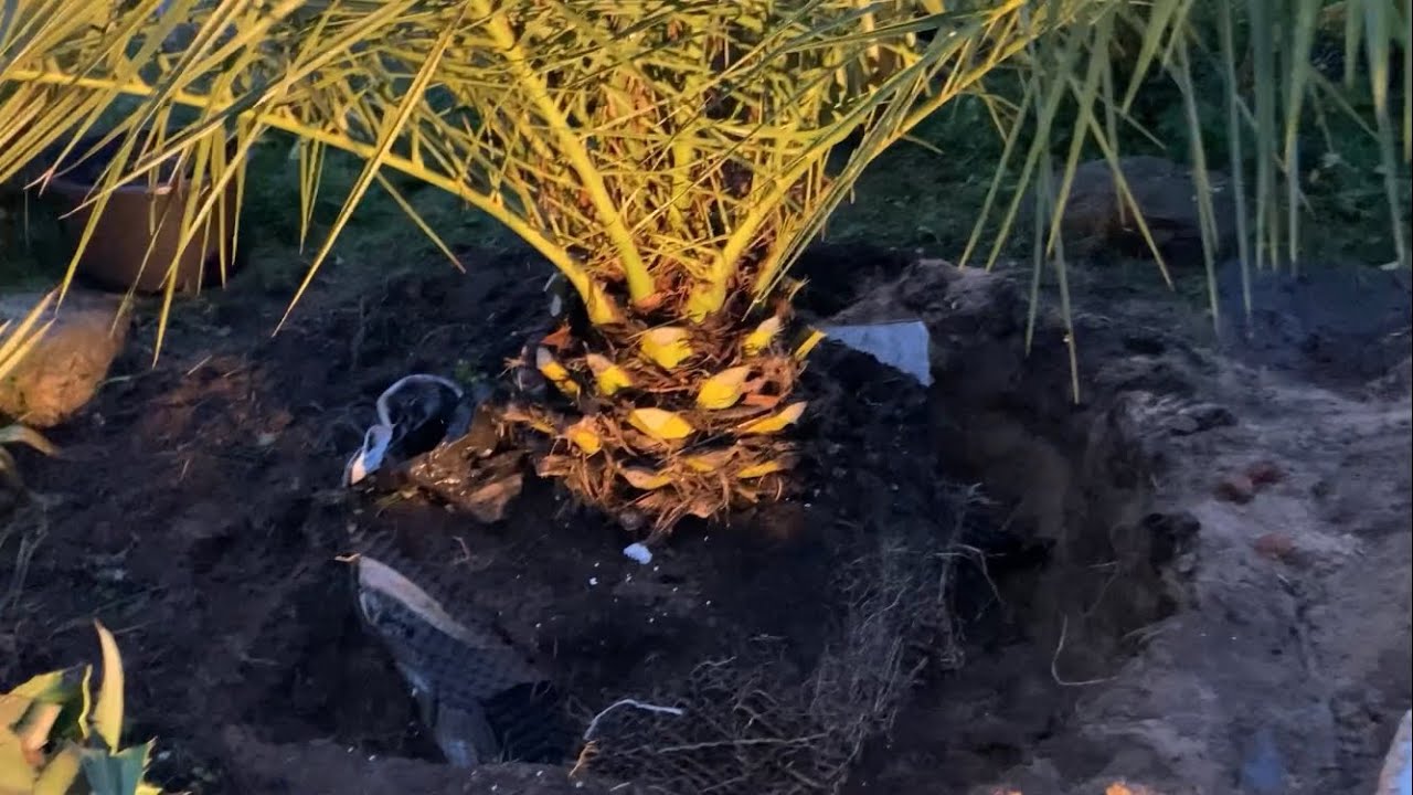 Palma daktylowiec kanaryjski po 6 latach w gruncie .