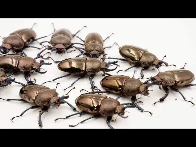 I dug up a beautiful blue-legged stag beetle [Streptocerus