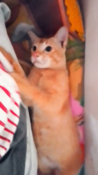 Mabok kucing oyen ini 🤣🤣🐈🐈🐈