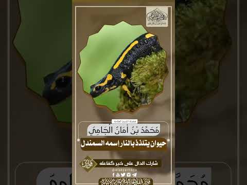حيوان يتلذذ بالنار إسمه السمندل للشيخ محمد أمان الجامي رحمه الله