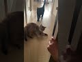 バタバタな朝 #猫 #cat #モーニングルーティン