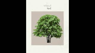 Real Tree Cliparts - Andaman redwood - photoshop overlays png, Tree layout, transparent background