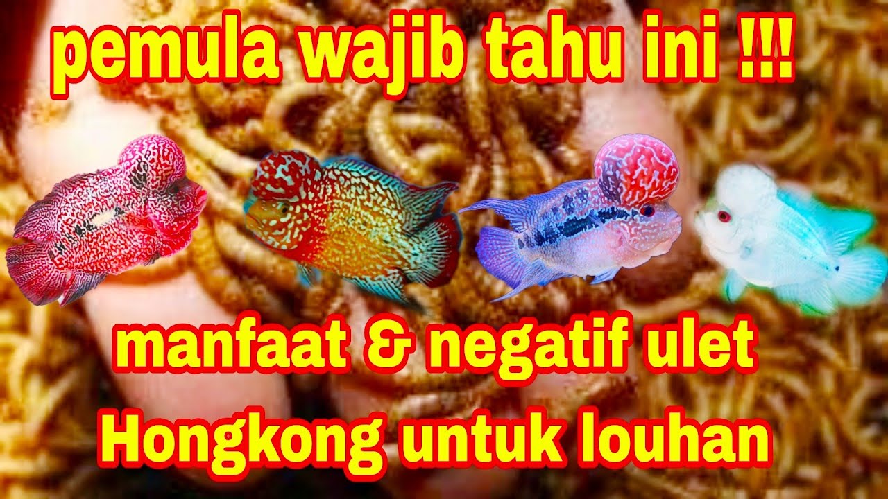 HAL YANG HARUS DIPERHATIKAN DALAM PEMBERIAN ULAT HONGKONG UNTUK IKAN LOUHAN