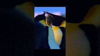 Oh man, talk about awkward — the male penguin just tumbled right off.#wildlife #animals #shorts