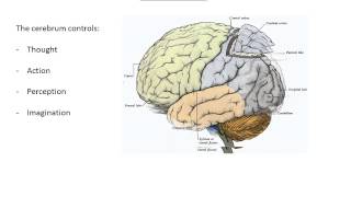 A journey through the Human Brain