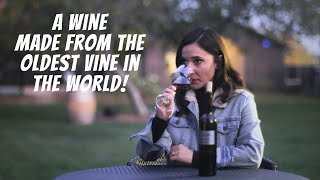 Sommelier Opens A Bottle Made From The Oldest G Vine In The World