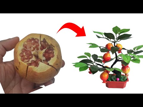 ازرع عشرات شتلة رمان من بذور ثمرة رمان واحدة واحصل على افضل أشجار رمان مجان ا زراعة بذور الرمان