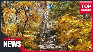 Autumn leaves blast vibrant colors at Seoraksan Mountain in S. Korea Peak Fall Foliage In Mt Seorak