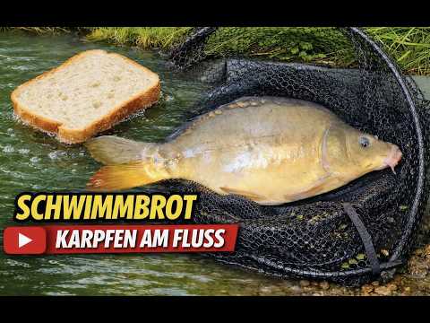 Kurz mal einen Schwimmbrot-Karpfen am Fluss fangen??