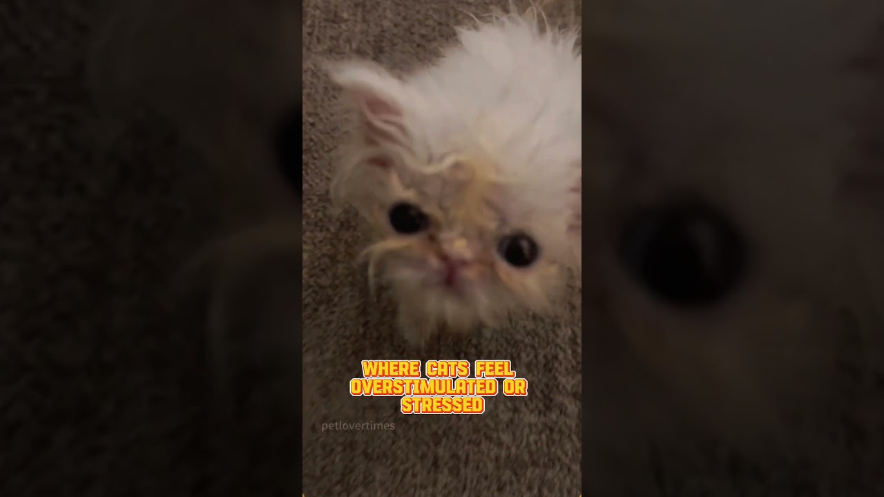 🐾What Whisker Fatigue Means and Why It Matters