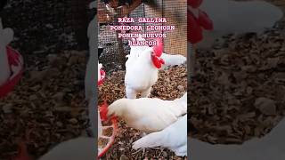 Leghorn Chicken gallina Ponedora De Huevo Blanco chicken hen rooster eggs shorts