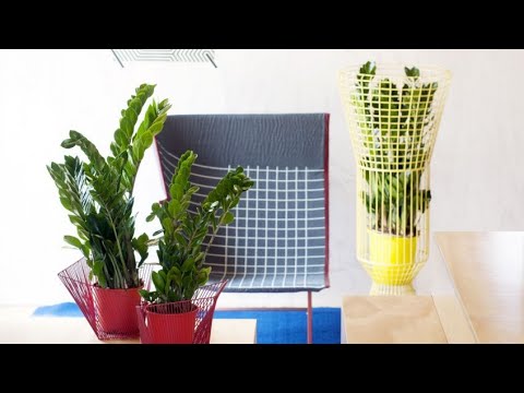 Vídeo: Trasplantament De Ginebre: Com Trasplantar-lo D’un Lloc A Un Altre? Quan és Millor Replantar Una Planta: A L’estiu O A La Primavera?