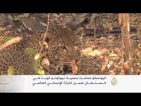محمية نيوكولو كوبا.. إرث إنساني يقاوم الاندثار