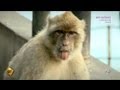 Los monos deciden el futuro de Gibraltar en El Hormiguero