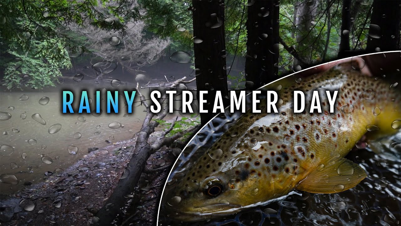 BIG Fall Brown Trout! Streamer Fishing After a Rain YouTube