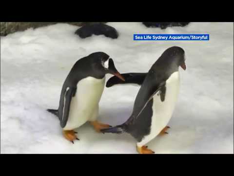 Same-sex penguin couple is first in Australia to nurture foster egg
