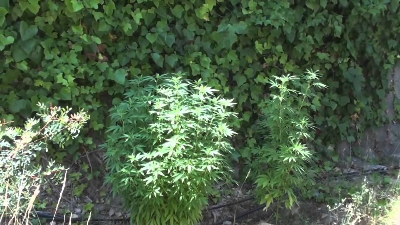 Cultivando marihuana Y Griega y bastarda vol. 4