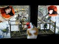 КАК ПОЙМАТЬ ПТИЦУ? (щегла) на КЛЕТКУ #Западок #goldfinch #الحسون #jilguero #stehlík