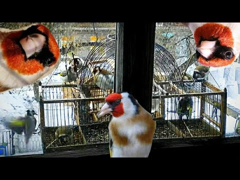पक्षियों को कैसे पकड़ें? (goldfinches) पर पिंजरे #Zapadok #सोने का सिक्का #الحسون #jilguero #stehlík