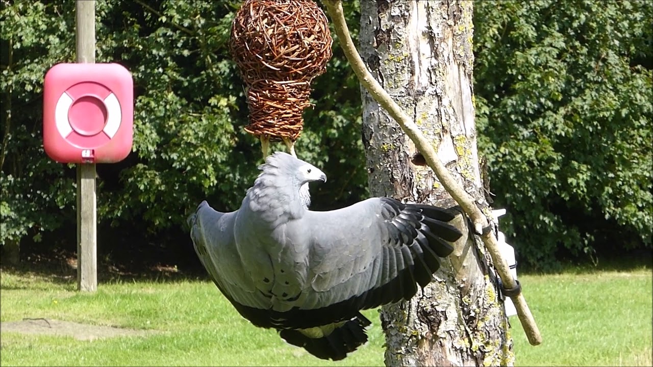 African harrier hawk demonstrates nest raiding behaviour 