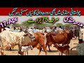 Beautiful Sahiwal Cholistani Cow , Cattle Market Latest Update / Madrassa Mandi / Luddan Mandi.PK