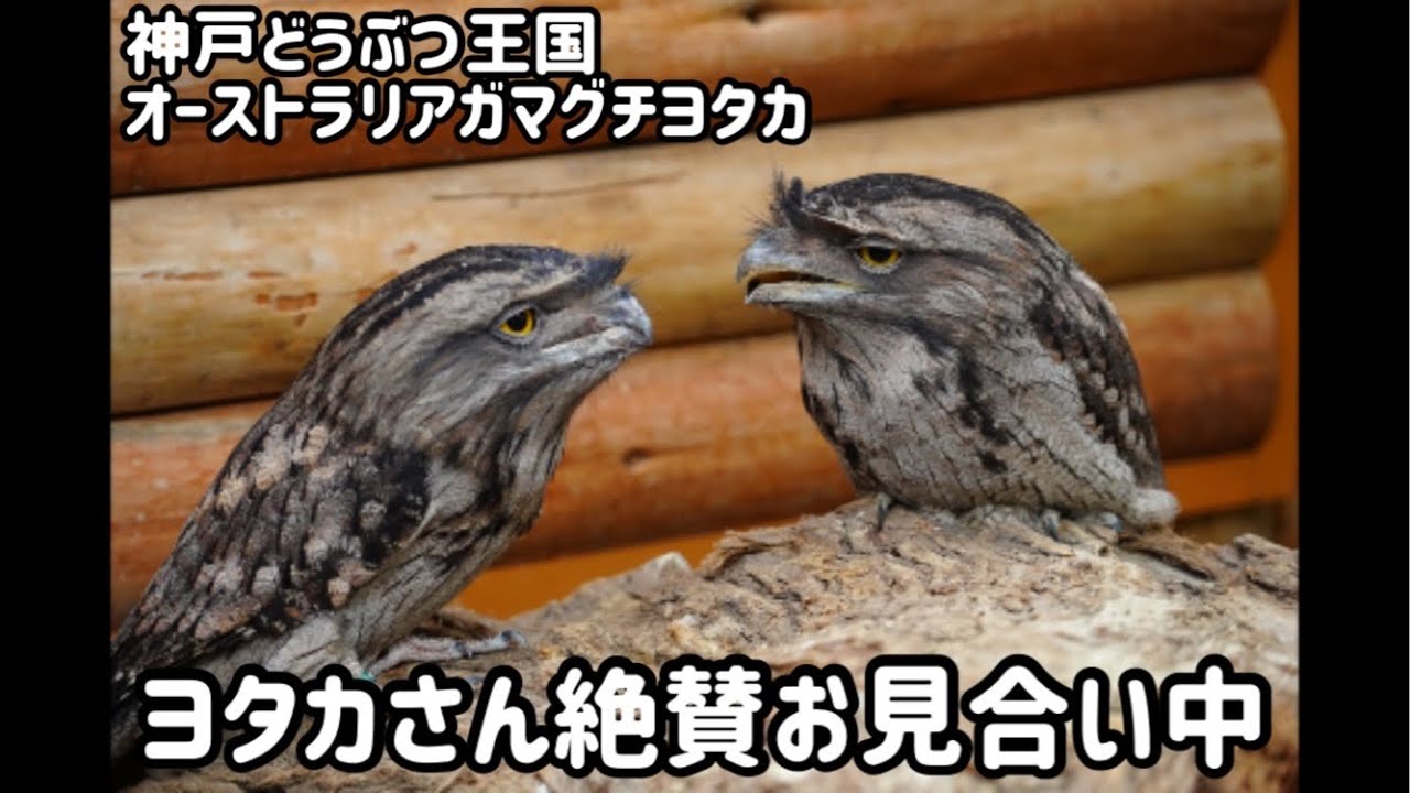 絶賛お見合い中のオーストラリアガマグチヨタカ 神戸どうぶつ王国 Youtube 絶賛お見合い中のオーストラリアガマグチヨタカ 神戸どうぶつ王国 Youtube