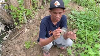 berpetualang Jerat sidat & serat ikan,seru kali wee