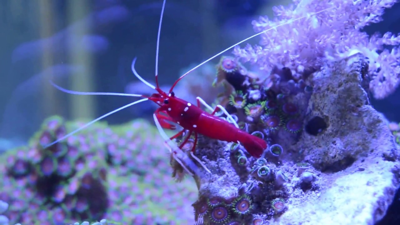 camera iphone 8 plus apk Fire Shrimp
