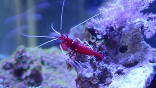 Fire Shrimp