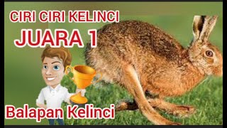 CIRI CIRI KELINCI YANG SERING MENANG BALAPAN (KARAPAN KELINCI)