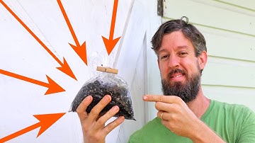 The Trick to Growing Pears from Seed