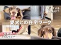 生後5ヶ月のカニンヘンダックスがいる在宅ワークってこんな感じです