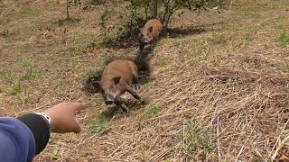 Akhirnya  !!!  PENGHUNI TAMBANG BATU INI BERHAMBURAN KELUAR ||HUNTING