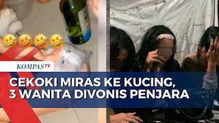Cekoki Miras ke Kucing, 3 Perempuan Divonis 2 Bulan Penjara