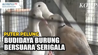 Warga Jember Budidaya Burung Puter Pelung, Raup Untung Rp5Juta Rp10 Juta per Bulan