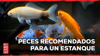 Los mejores PECES para iniciarse en un ESTANQUE 【Serie: Parte 7】