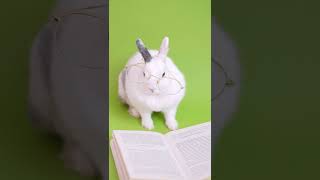 - How to Train Your Rabbit to Be Smart