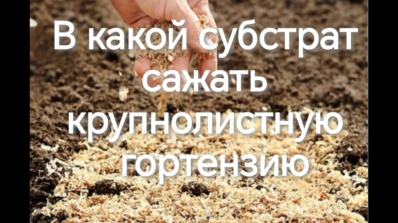 В какой субстрат сажать крупнолистную гортензию? Золотые правила качества грунта.