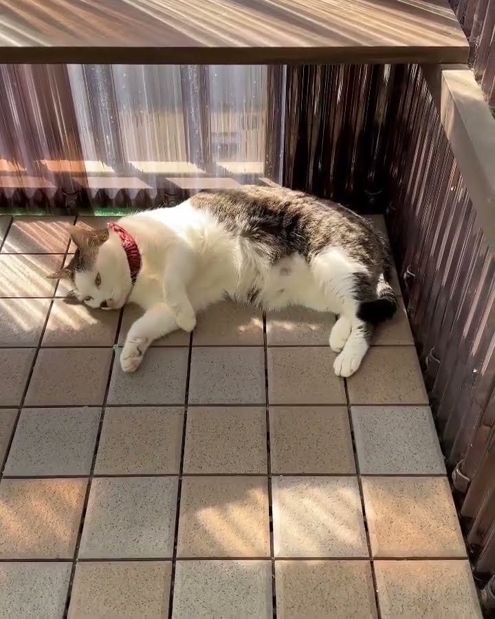 Belle maman avec petite chaton